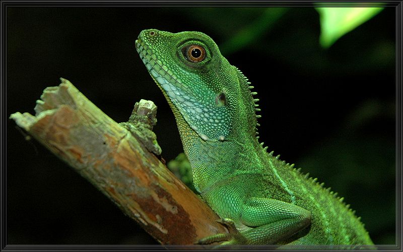 800px-Wasseragame.jpg